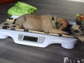 Champ vom Warliner Rudel