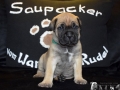 Champ vom Warliner Rudel