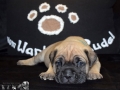 Champ vom Warliner Rudel