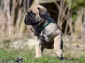 Champ vom Warliner Rudel