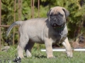 Champ vom Warliner Rudel