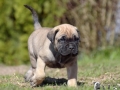 Champ vom Warliner Rudel