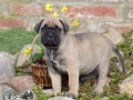 Champ vom Warliner Rudel