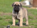 Champ vom Warliner Rudel