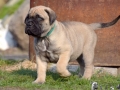 Champ vom Warliner Rudel