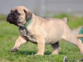 Champ vom Warliner Rudel