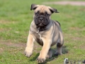 Champ vom Warliner Rudel