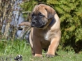 Connor vom Warliner Rudel