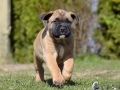 Connor vom Warliner Rudel