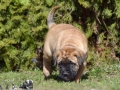 Connor vom Warliner Rudel