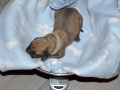 Cleo vom Warliner Rudel