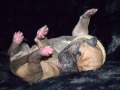 Cleo vom Warliner Rudel