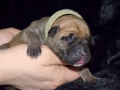 Cleo vom Warliner Rudel