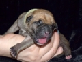 Cleo vom Warliner Rudel