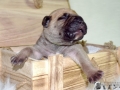 Cleo vom Warliner Rudel