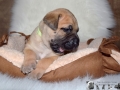 Cleo vom Warliner Rudel