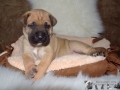 Cleo vom Warliner Rudel