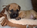 Cleo vom Warliner Rudel