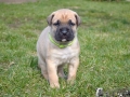 Cleo vom Warliner Rudel