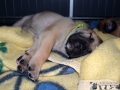 Cleo vom Warliner Rudel