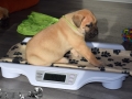 Cleo vom Warliner Rudel