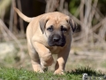 Cleo vom Warliner Rudel
