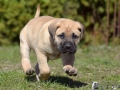 Cleo vom Warliner Rudel