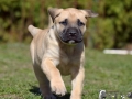 Cleo vom Warliner Rudel