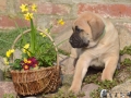 Cleo vom Warliner Rudel