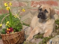Cleo vom Warliner Rudel