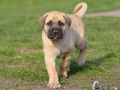 Cleo vom Warliner Rudel