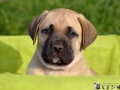 Cleo vom Warliner Rudel
