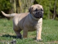 Crack vom Warliner Rudel