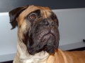 vom Warliner Rudel