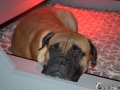 vom Warliner Rudel