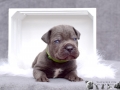 Edgar vom Warliner Rudel