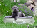 Enno vom Warliner Rudel