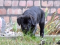 Fiene vom Warliner Rudel