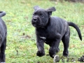 Fee vom Warliner Rudel