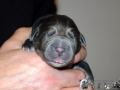 Finley Junior vom Warliner Rudel