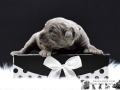 Finley Junior vom Warliner Rudel