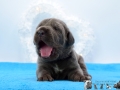 Finley Junior vom Warliner Rudel