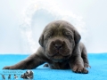 Finley Junior vom Warliner Rudel