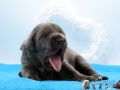 Finley Junior vom Warliner Rudel