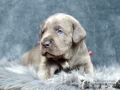 Finley Junior vom Warliner Rudel