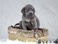 Finley Junior vom Warliner Rudel