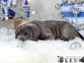 Finley Junior vom Warliner Rudel