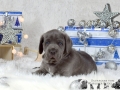 Finley Junior vom Warliner Rudel