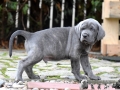 Finley Junior vom Warliner Rudel