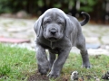 Finley Junior vom Warliner Rudel